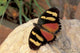 OrangeYellow Butterfly Poster Print from Gombe National Park by Kristin Mosher