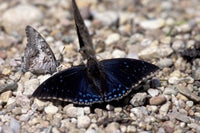 Black Butterfly in Gombe National Park Poster Print by Kristin Mosher