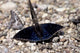Black Butterfly in Gombe National Park Poster Print by Kristin Mosher
