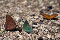 Three Butterflies in Gombe National Park Poster Print by Kristin Mosher