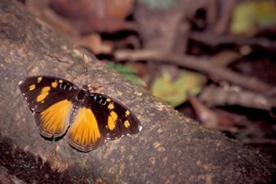 Resting Butterfly Poster Print from Gombe National Park, Tanzania by Kristin Mosher