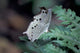 White Butterfly Poster Print from Gombe National Park, Tanzania by Kristin Mosher