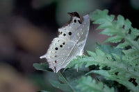 White Butterfly Poster Print featuring Gombe National Park, Tanzania by Kristin Mosher.