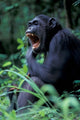 Poster print of a female chimpanzee yawning in Gombe National Park, Tanzania.