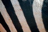Zebra Stripes Poster Print of Ngorongoro Crater by Kymri Wilt