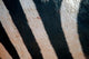 Zebra Stripes Poster Print of Ngorongoro Crater by Kymri Wilt