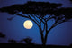 Acacia Tree in Moonlight poster print by Marilyn Parver, showcasing serene night scene in Tanzania.