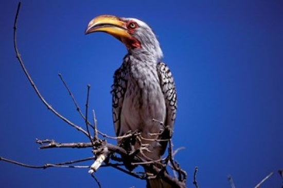 Yellow-Billed Hornbill poster print showcasing vibrant colors and details.