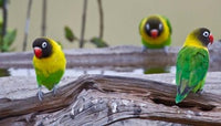 Tanzania Yellow-Collared Lovebirds Poster Print by Ralph H. Bendjebar