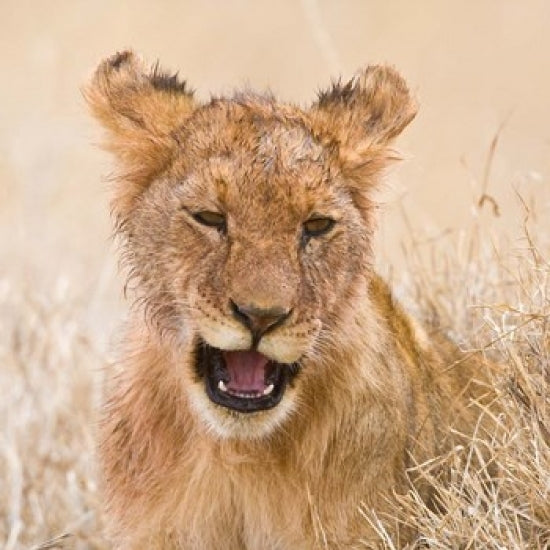 Tanzania Lion Cub After Kill in Serengeti NP Poster Print by Ralph H. Bendjebar