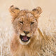 Tanzania Lion Cub After Kill in Serengeti NP Poster Print by Ralph H. Bendjebar