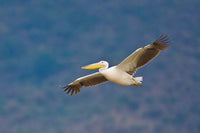 Tanzania Great White Pelican Poster Print by Ralph H. Bendjebar