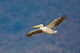Tanzania Great White Pelican Poster Print by Ralph H. Bendjebar
