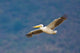 Great White Pelican Poster Print from Manyara National Park, Tanzania.