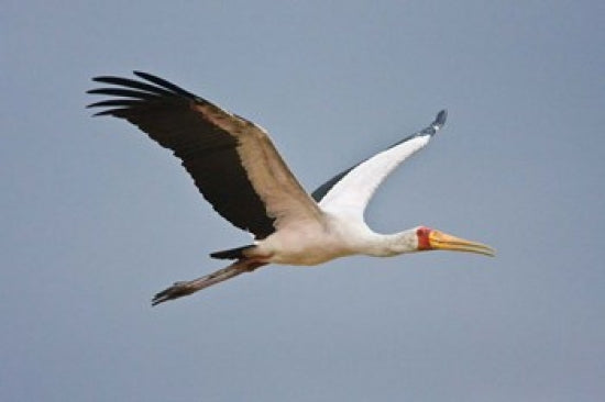 Yellow-billed Stork Poster Print from Manyara National Park