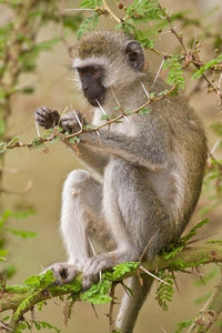 Vervet Monkey at Manyara National Park Poster Print by Ralph H. Bendjebar
