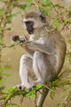 Vervet Monkey Poster Print from Manyara National Park by Ralph H. Bendjebar
