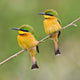Little Bee Eaters at Manyara National Park Poster Print by Ralph H. Bendjebar