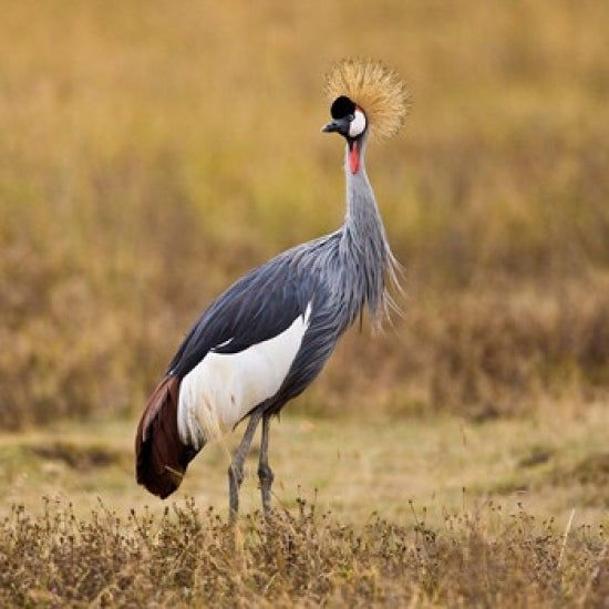 Tanzania Black Crowned Crane Poster Print by Ralph H. Bendjebar