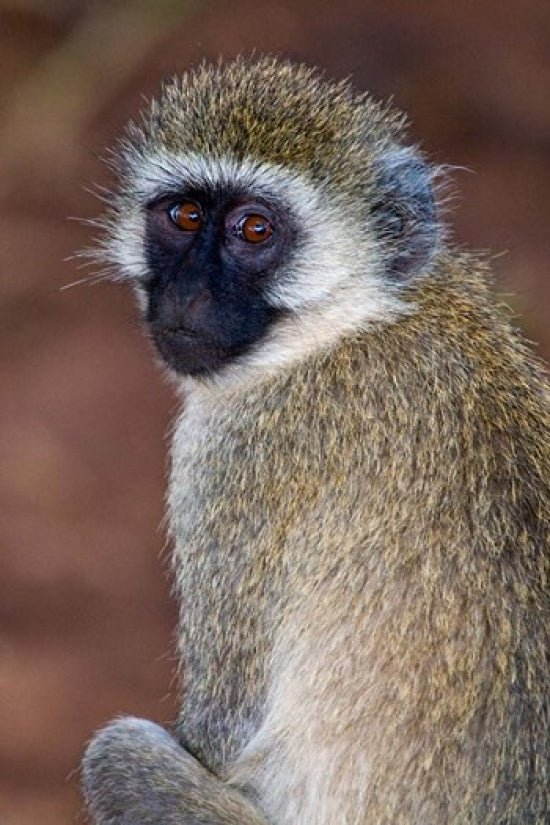 Vervet Monkey in Tarangire National Park Poster Print by Ralph H. Bendjebar