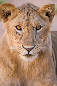 Young lion in Tarangire National Park poster print by Ralph H. Bendjebar.