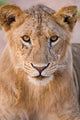 Young lion in Tarangire National Park poster print by Ralph H. Bendjebar.