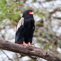 Male Bateleur Eagle poster print at Tarangire National Park by Ralph H. Bendjebar.