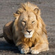 Tanzania Ngorongoro Conservation Area Lion Poster Print by Ralph H. Bendjebar