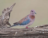 Tanzania Laughing Dove Poster Print by Ralph H. Bendjebar showcasing the beauty of wildlife.