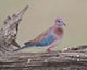 Tanzania Laughing Dove Poster Print by Ralph H. Bendjebar showcasing the beauty of wildlife.