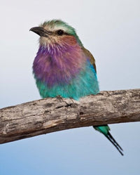 Lilac-Breasted Roller Bird Poster Print by Ralph H. Bendjebar