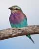 Lilac-Breasted Roller Bird Poster Print by Ralph H. Bendjebar