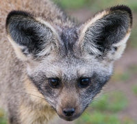 Head of Bat-Eared Fox Fine Art Print by Ralph H. Bendjebar showcasing intricate details.