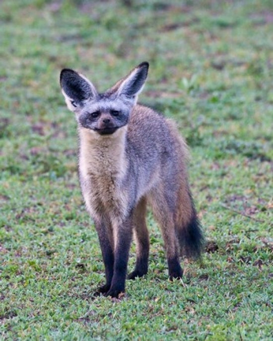 Tanzania Bat-Eared Fox Poster Print by Ralph H. Bendjebar