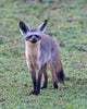 Tanzania Bat-Eared Fox Poster Print by Ralph H. Bendjebar