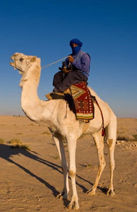 Bedouin man on camel in the Sahara Desert poster print