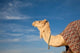 Camel Poster Print by Walter Bibikow capturing the essence of Tunisia