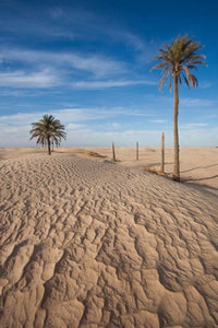 Great Dune and Palm Trees poster print by Walter Bibikow showcasing serene Tunisian landscape.