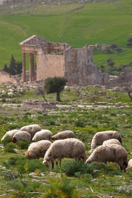 Grazing sheep by the Capitole, UNESCO site, Dougga, Tunisia poster print by Walter Bibikow.