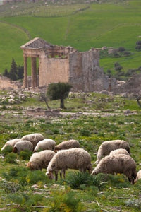 Grazing sheep by the Capitole, UNESCO site, Dougga, Tunisia poster print by Walter Bibikow.