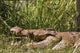 Nile Crocodile poster print featuring the river Victoria Nile in Murchison Falls National Park, Uganda.