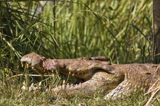 Nile Crocodile poster print showcasing wildlife in Murchison Falls National Park, Uganda