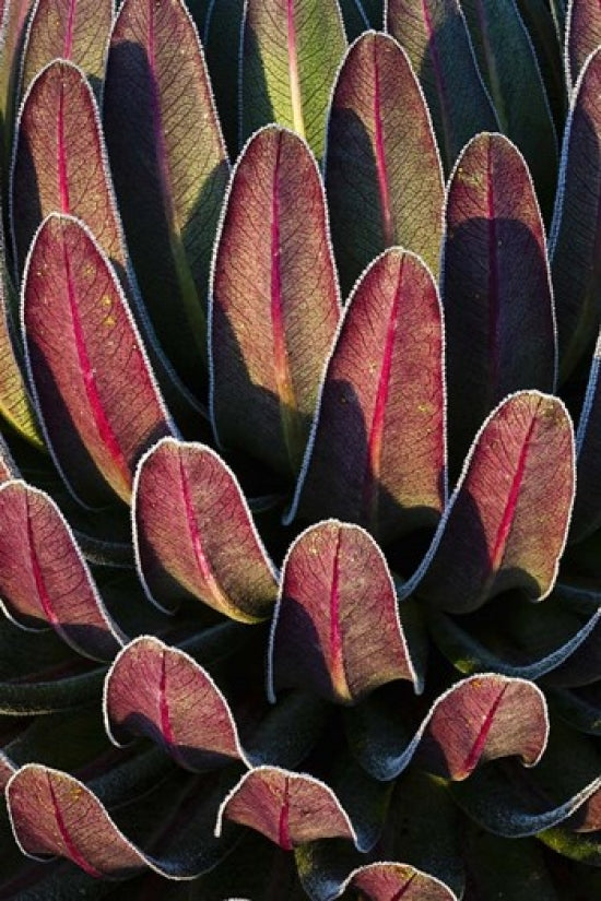 Red Leaf Giant Lobelia Forest Art Print by Martin Zwick