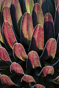 Red Leaf Giant Lobelia Forest Art Print by Martin Zwick