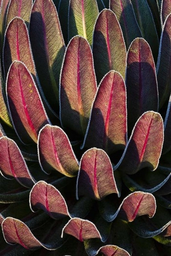 Red Leafs and Giant Lobelia Art Print by Martin Zwick, showcasing the beauty of Rwenzori, East Africa.