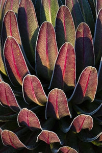 Red Leafs and Giant Lobelia Art Print by Martin Zwick, showcasing the beauty of Rwenzori, East Africa.