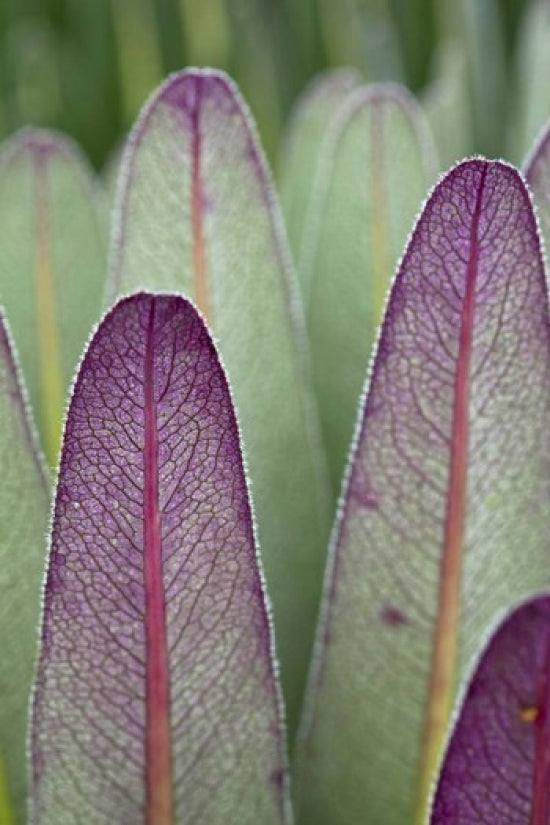 Giant Lobelia flora print from Rwenzori Mountains, Uganda by Martin Zwick