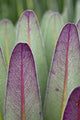 Giant Lobelia flora print from Rwenzori Mountains, Uganda by Martin Zwick