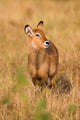 Defassa Waterbuck wildlife poster print by Martin Zwick.