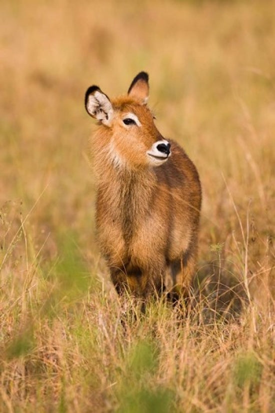 Defassa Waterbuck Wildlife Poster Print by Martin Zwick, showcasing the beauty of Uganda's wildlife.
